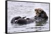 Southern Sea Otter Floats with Paws out of the Water-Hal Beral-Framed Stretched Canvas