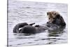Southern Sea Otter Floats with Paws out of the Water-Hal Beral-Stretched Canvas