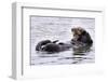 Southern Sea Otter Floats with Paws out of the Water-Hal Beral-Framed Photographic Print