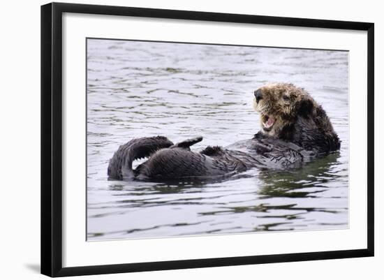 Southern Sea Otter Floats with Paws out of the Water-Hal Beral-Framed Photographic Print