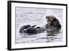 Southern Sea Otter Floats with Paws out of the Water-Hal Beral-Framed Photographic Print