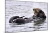 Southern Sea Otter Floats with Paws out of the Water-Hal Beral-Mounted Photographic Print