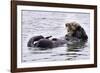 Southern Sea Otter Floats with Paws out of the Water-Hal Beral-Framed Photographic Print