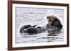 Southern Sea Otter Floats with Paws out of the Water-Hal Beral-Framed Photographic Print