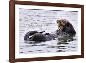 Southern Sea Otter Floats with Paws out of the Water-Hal Beral-Framed Photographic Print