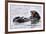 Southern Sea Otter Floats with Paws out of the Water-Hal Beral-Framed Photographic Print