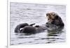 Southern Sea Otter Floats with Paws out of the Water-Hal Beral-Framed Photographic Print