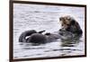 Southern Sea Otter Floats with Paws out of the Water-Hal Beral-Framed Photographic Print