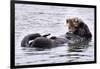 Southern Sea Otter Floats with Paws out of the Water-Hal Beral-Framed Photographic Print