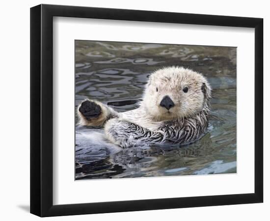 Southern sea otter hold paws up to conserve heat-Hal Beral-Framed Photographic Print