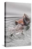 Southern Sea Otters Eats a Crab-Hal Beral-Stretched Canvas