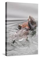 Southern Sea Otters Eats a Crab-Hal Beral-Stretched Canvas