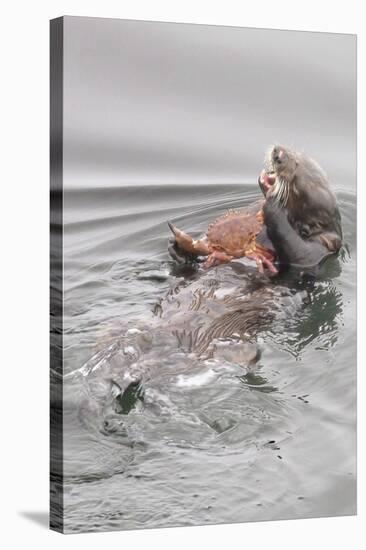 Southern Sea Otters Eats a Crab-Hal Beral-Stretched Canvas