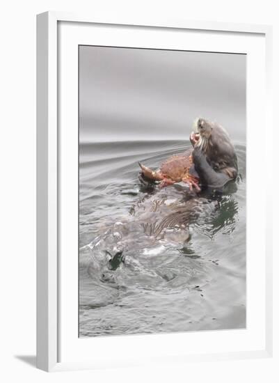 Southern Sea Otters Eats a Crab-Hal Beral-Framed Photographic Print