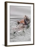 Southern Sea Otters Eats a Crab-Hal Beral-Framed Photographic Print