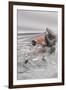 Southern Sea Otters Eats a Crab-Hal Beral-Framed Photographic Print