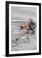 Southern Sea Otters Eats a Crab-Hal Beral-Framed Photographic Print