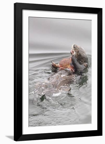 Southern Sea Otters Eats a Crab-Hal Beral-Framed Photographic Print