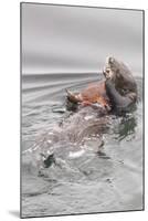 Southern Sea Otters Eats a Crab-Hal Beral-Mounted Photographic Print