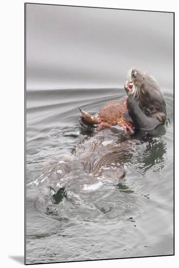 Southern Sea Otters Eats a Crab-Hal Beral-Mounted Photographic Print