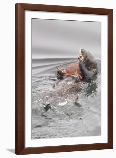 Southern Sea Otters Eats a Crab-Hal Beral-Framed Photographic Print