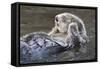 Southern Sea Ottter Floats with Paws out of the Water-Hal Beral-Framed Stretched Canvas