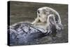 Southern Sea Ottter Floats with Paws out of the Water-Hal Beral-Stretched Canvas