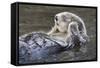 Southern Sea Ottter Floats with Paws out of the Water-Hal Beral-Framed Stretched Canvas