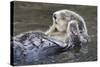 Southern Sea Ottter Floats with Paws out of the Water-Hal Beral-Stretched Canvas