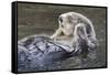 Southern Sea Ottter Floats with Paws out of the Water-Hal Beral-Framed Stretched Canvas