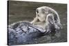 Southern Sea Ottter Floats with Paws out of the Water-Hal Beral-Stretched Canvas