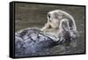 Southern Sea Ottter Floats with Paws out of the Water-Hal Beral-Framed Stretched Canvas