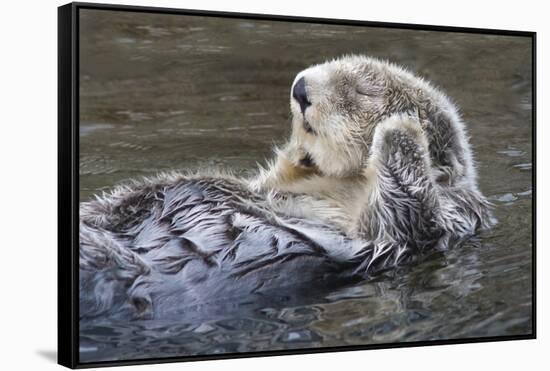Southern Sea Ottter Floats with Paws out of the Water-Hal Beral-Framed Stretched Canvas