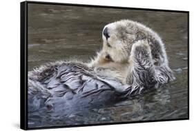 Southern Sea Ottter Floats with Paws out of the Water-Hal Beral-Framed Stretched Canvas