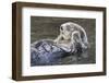 Southern Sea Ottter Floats with Paws out of the Water-Hal Beral-Framed Premium Photographic Print