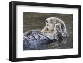 Southern Sea Ottter Floats with Paws out of the Water-Hal Beral-Framed Premium Photographic Print