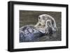 Southern Sea Ottter Floats with Paws out of the Water-Hal Beral-Framed Premium Photographic Print