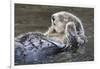 Southern Sea Ottter Floats with Paws out of the Water-Hal Beral-Framed Photographic Print