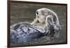 Southern Sea Ottter Floats with Paws out of the Water-Hal Beral-Framed Photographic Print