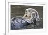 Southern Sea Ottter Floats with Paws out of the Water-Hal Beral-Framed Photographic Print