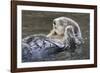 Southern Sea Ottter Floats with Paws out of the Water-Hal Beral-Framed Photographic Print