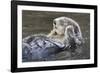 Southern Sea Ottter Floats with Paws out of the Water-Hal Beral-Framed Photographic Print