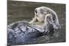 Southern Sea Ottter Floats with Paws out of the Water-Hal Beral-Mounted Photographic Print