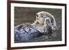 Southern Sea Ottter Floats with Paws out of the Water-Hal Beral-Framed Photographic Print