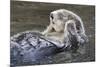 Southern Sea Ottter Floats with Paws out of the Water-Hal Beral-Mounted Photographic Print