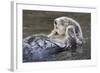 Southern Sea Ottter Floats with Paws out of the Water-Hal Beral-Framed Photographic Print