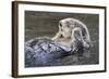 Southern Sea Ottter Floats with Paws out of the Water-Hal Beral-Framed Photographic Print