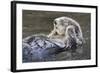 Southern Sea Ottter Floats with Paws out of the Water-Hal Beral-Framed Photographic Print