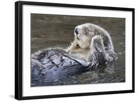 Southern Sea Ottter Floats with Paws out of the Water-Hal Beral-Framed Photographic Print