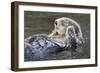 Southern Sea Ottter Floats with Paws out of the Water-Hal Beral-Framed Photographic Print